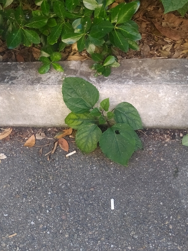 Clerodendrum bungei