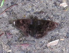 Nisoniades ephora