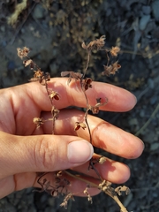 Nemophila breviflora
