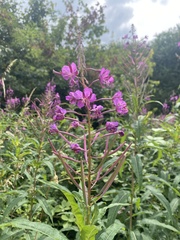 Chamaenerion angustifolium