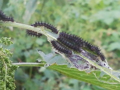 Nymphalini