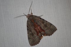 Catocala grynea