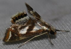 Chrysendeton imitabilis
