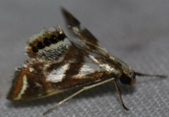 Chrysendeton imitabilis