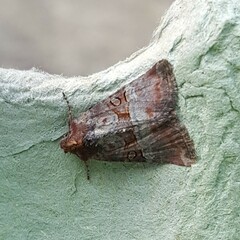 Mesoligia literosa