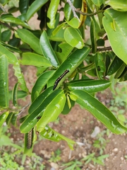 Oraesia emarginata