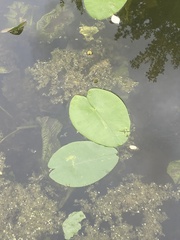 Nuphar lutea