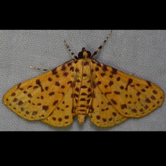 Polygrammodes eleuata