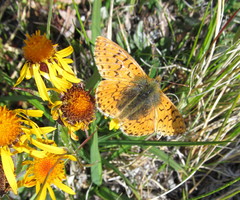Boloria alaskensis