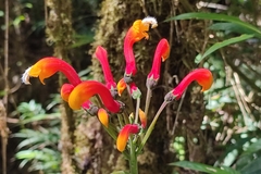 Centropogon granulosus