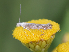 Isophrictis striatella