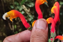 Centropogon granulosus