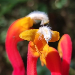 Centropogon granulosus