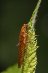 Ectobius vittiventris