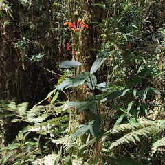 Centropogon granulosus