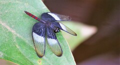 Diastatops dimidiata