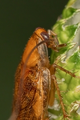 Ectobius vittiventris