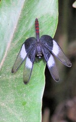 Diastatops dimidiata