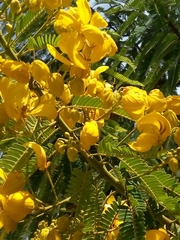 Senna multijuga