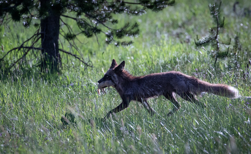 Sierra Nevada Red Fox photographed in Oregon
