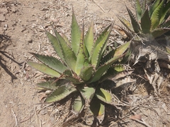 Agave shawii