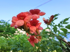Campsis × tagliabuana