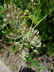 Arnoglossum