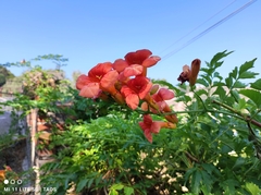 Campsis × tagliabuana