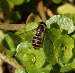 Melangyna lasiophthalma