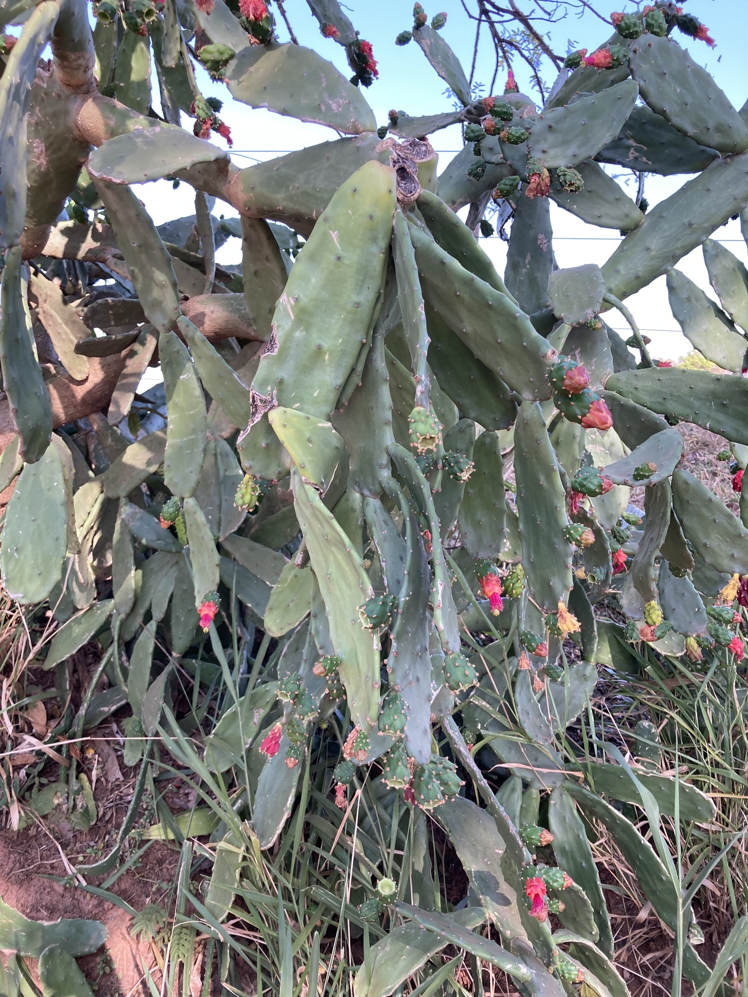 Opuntia cochenillifera