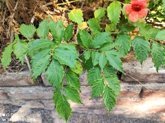 Campsis × tagliabuana