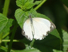Nepheronia thalassina