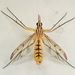 Mosquitos de Los Hongos - Photo (c) Paul Bedell, algunos derechos reservados (CC BY-SA), subido por Paul Bedell