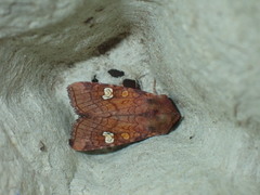 Amphipoea oculea