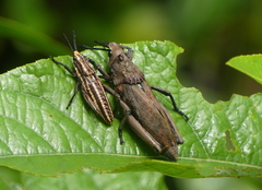 Dictyophorus griseus