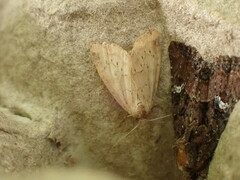 Photedes minima