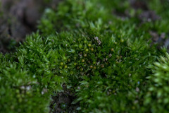 Physcomitrium patens