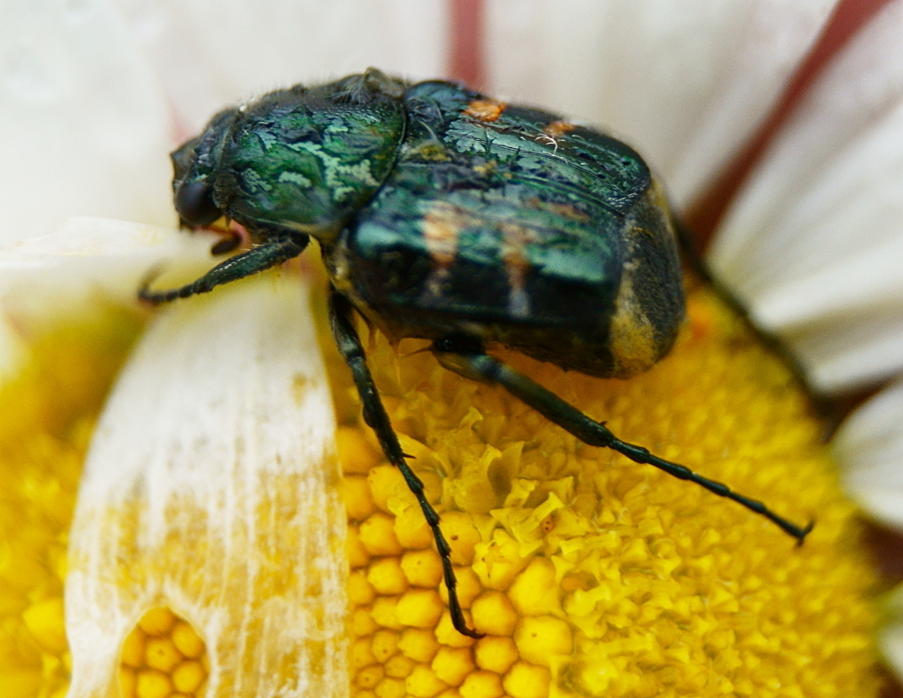 Greenish Flower Chafer