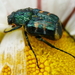 Greenish Flower Chafer - Photo (c) psweet, some rights reserved (CC BY-SA), uploaded by psweet
