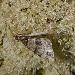 Hydriomena impluviata