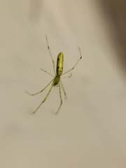 Tetragnatha hasselti
