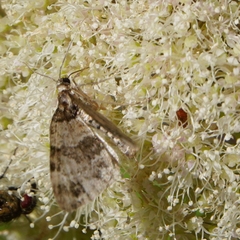 Hydriomena impluviata