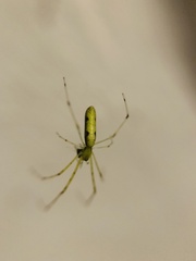 Tetragnatha hasselti