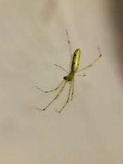 Tetragnatha hasselti