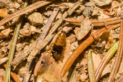 Ectobius sylvestris