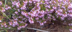 Erica rosacea