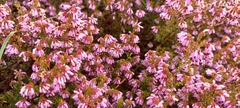 Erica rosacea