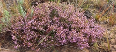 Erica rosacea