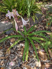 Crinum bulbispermum