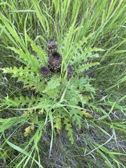 Cirsium drummondii